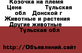 Козочка на племя. › Цена ­ 1 000 - Тульская обл., Донской г. Животные и растения » Другие животные   . Тульская обл.